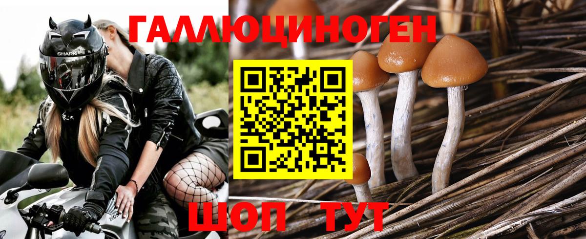 купить  цена  Галлюциногенные грибы GOLDEN TEACHER  Вход с VPN  Благодарный 
